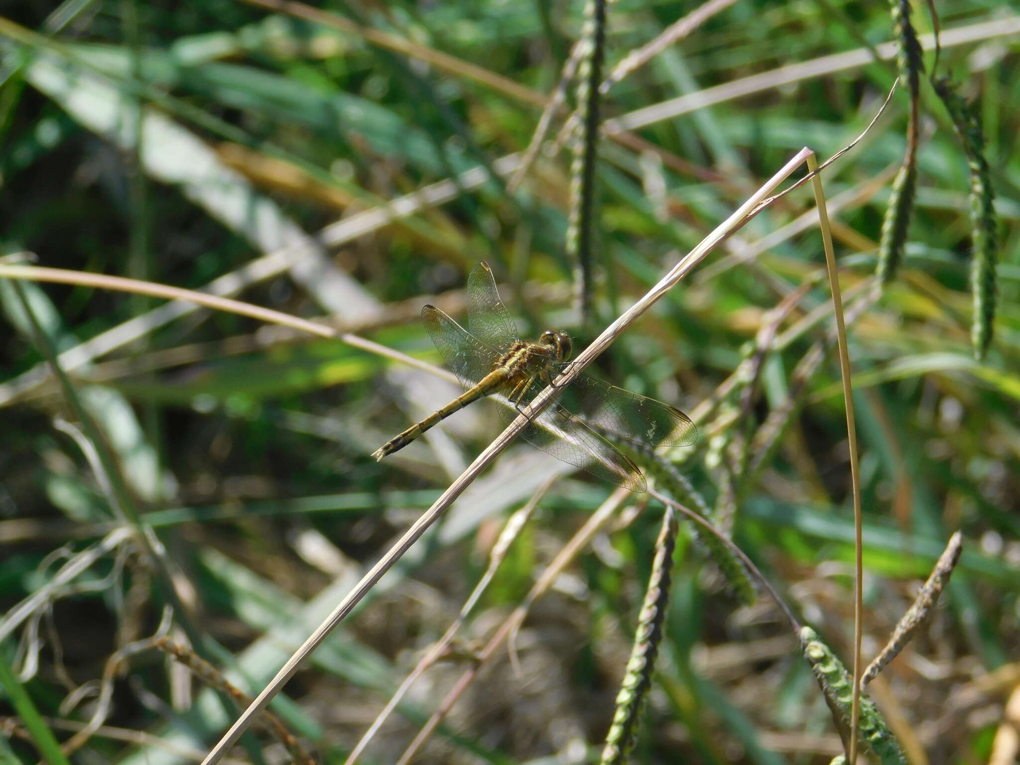 Image of Erythrodiplax nigricans (Rambur 1842)