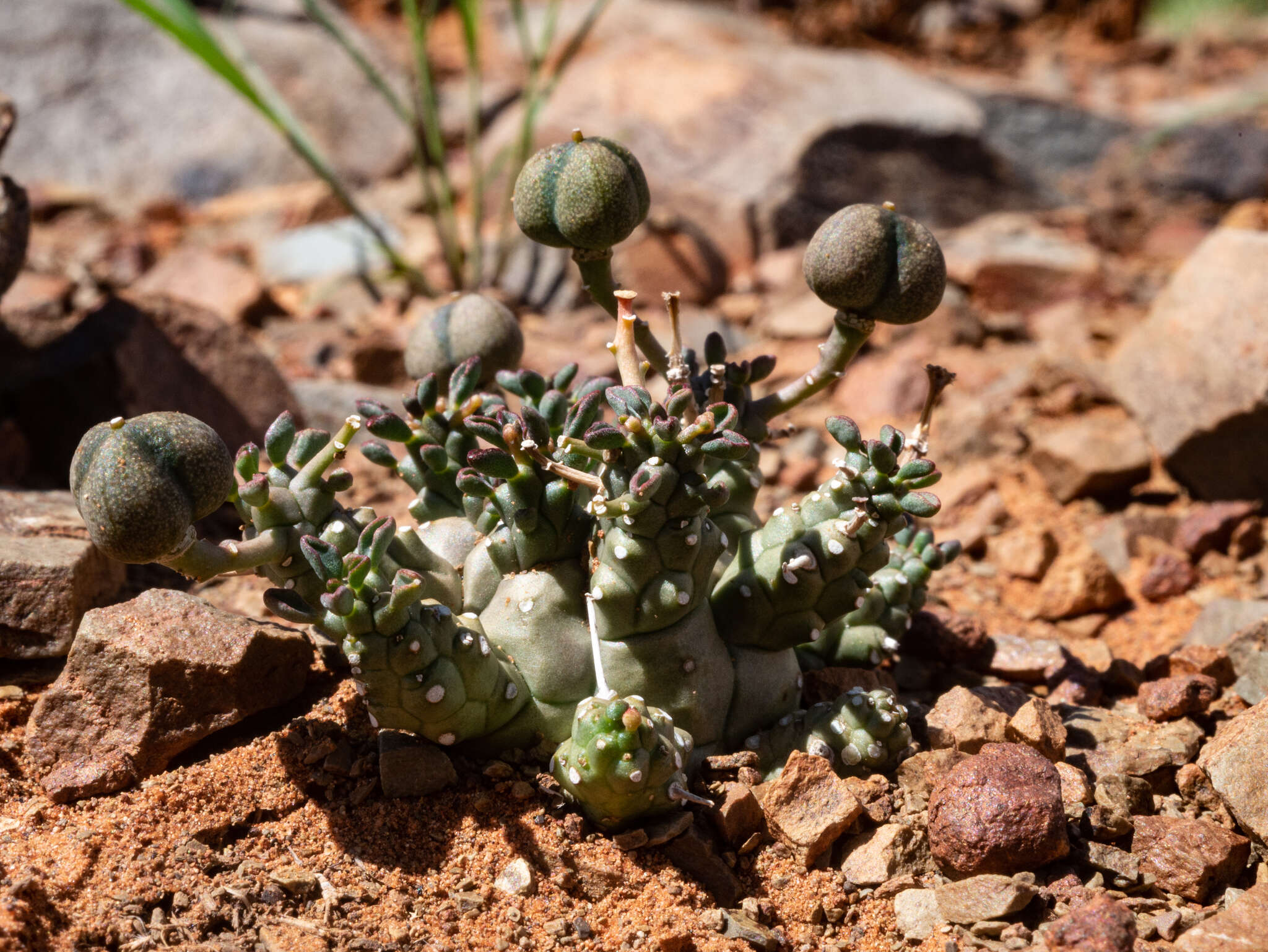 Image de Euphorbia decepta N. E. Br.