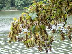 Image of European hornbeam