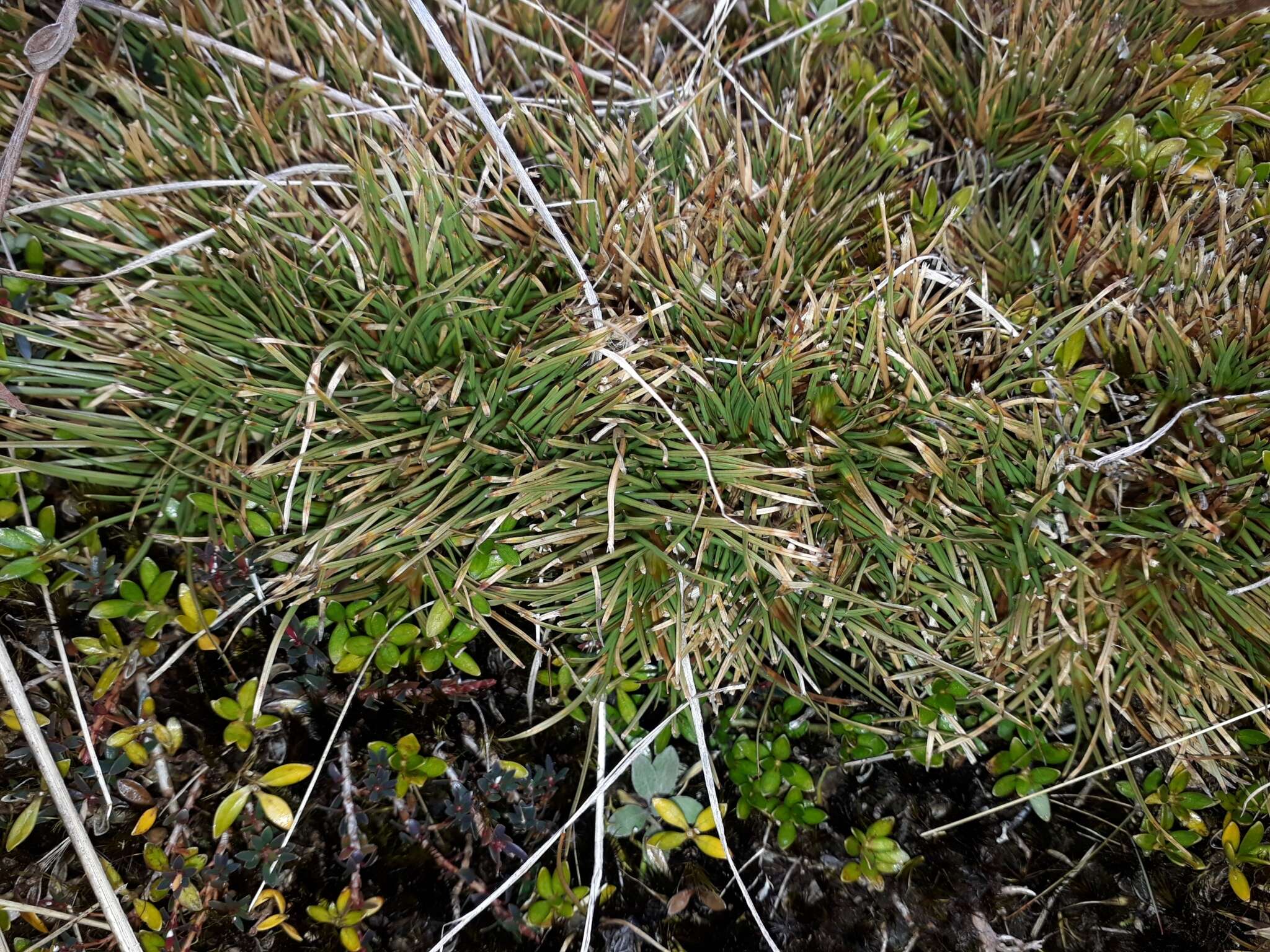 Sivun Oreobolus pectinatus Hook. fil. kuva