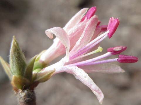 Image of Lonicera praeflorens Batalin