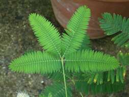 Image of Sensitive Plant