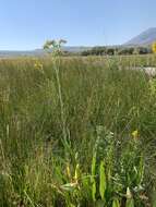 Image of water ragwort