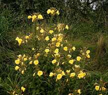 Imagem de Oenothera glazioviana M. Micheli