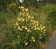 Imagem de Oenothera glazioviana M. Micheli