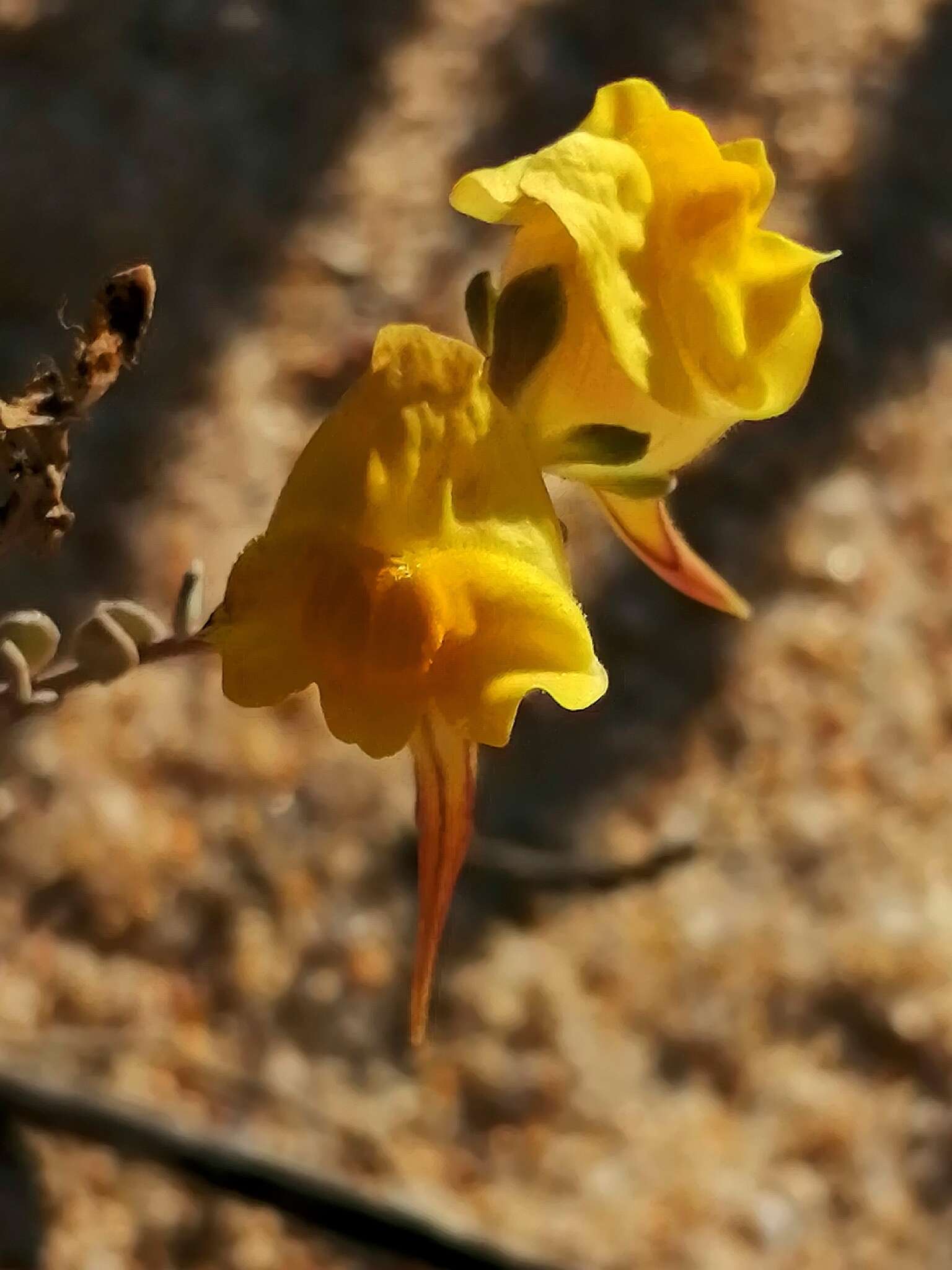 Imagem de Linaria polygalifolia Hoffmgg. & Link