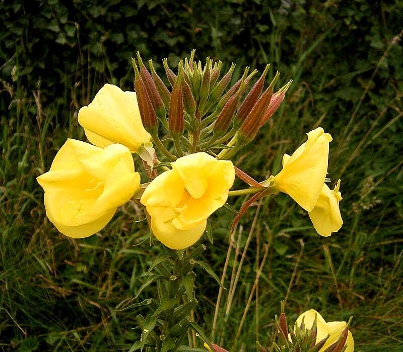 Imagem de Oenothera glazioviana M. Micheli