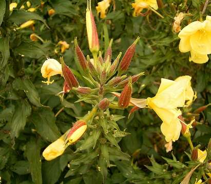 Imagem de Oenothera glazioviana M. Micheli