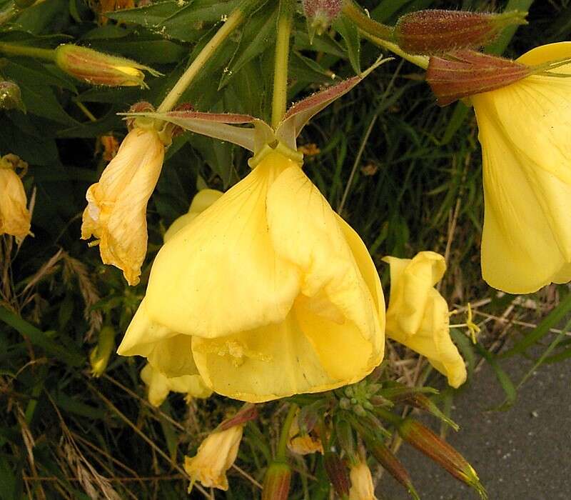 Imagem de Oenothera glazioviana M. Micheli