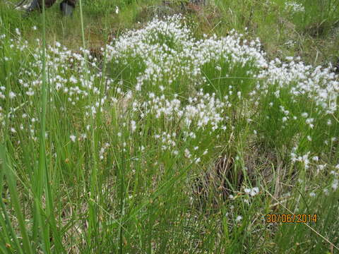 Image of alpine bulrush