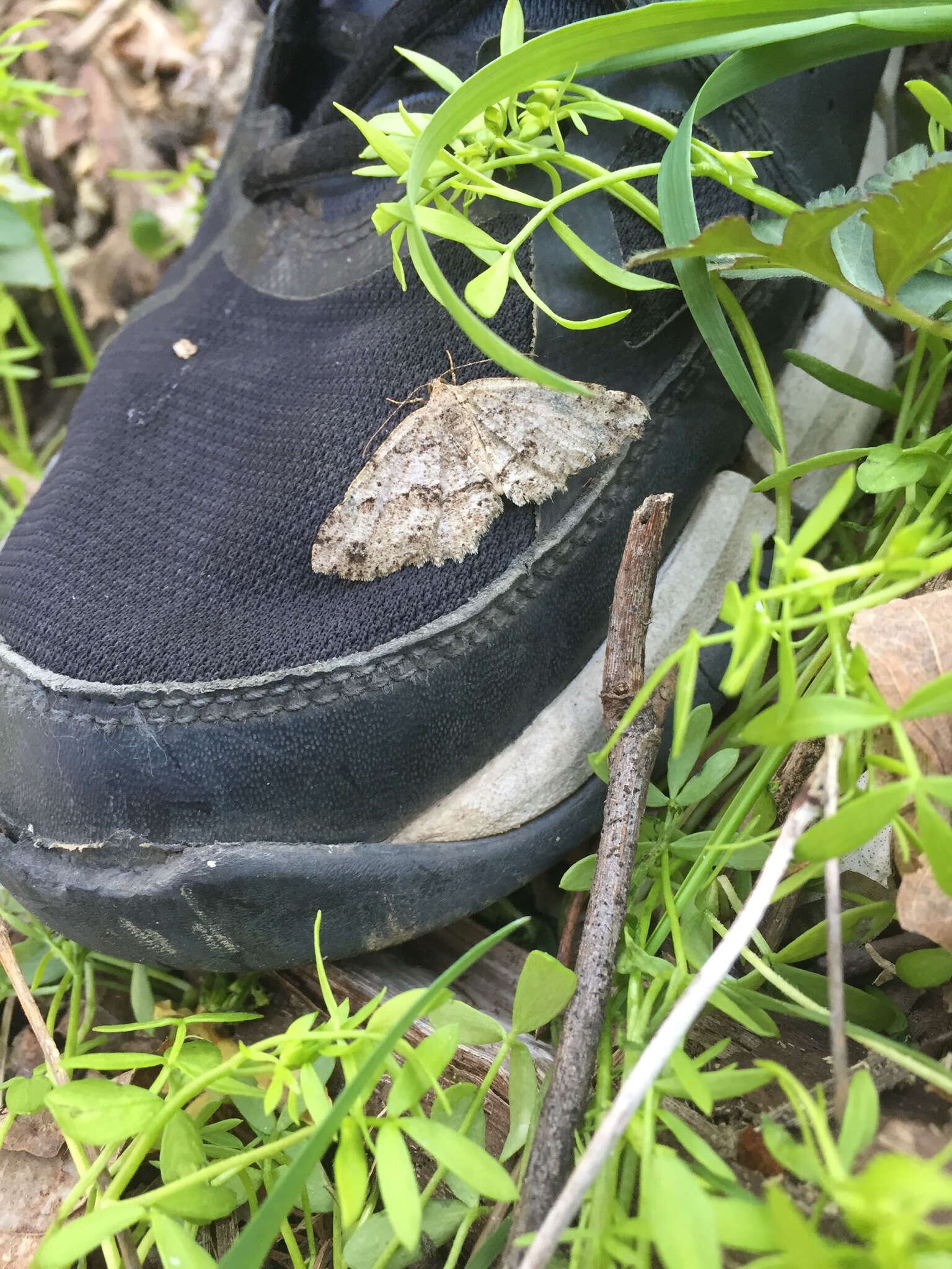 Sivun Melanolophia canadaria Guenée 1858 kuva