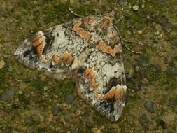 Image of Dark Marbled Carpet