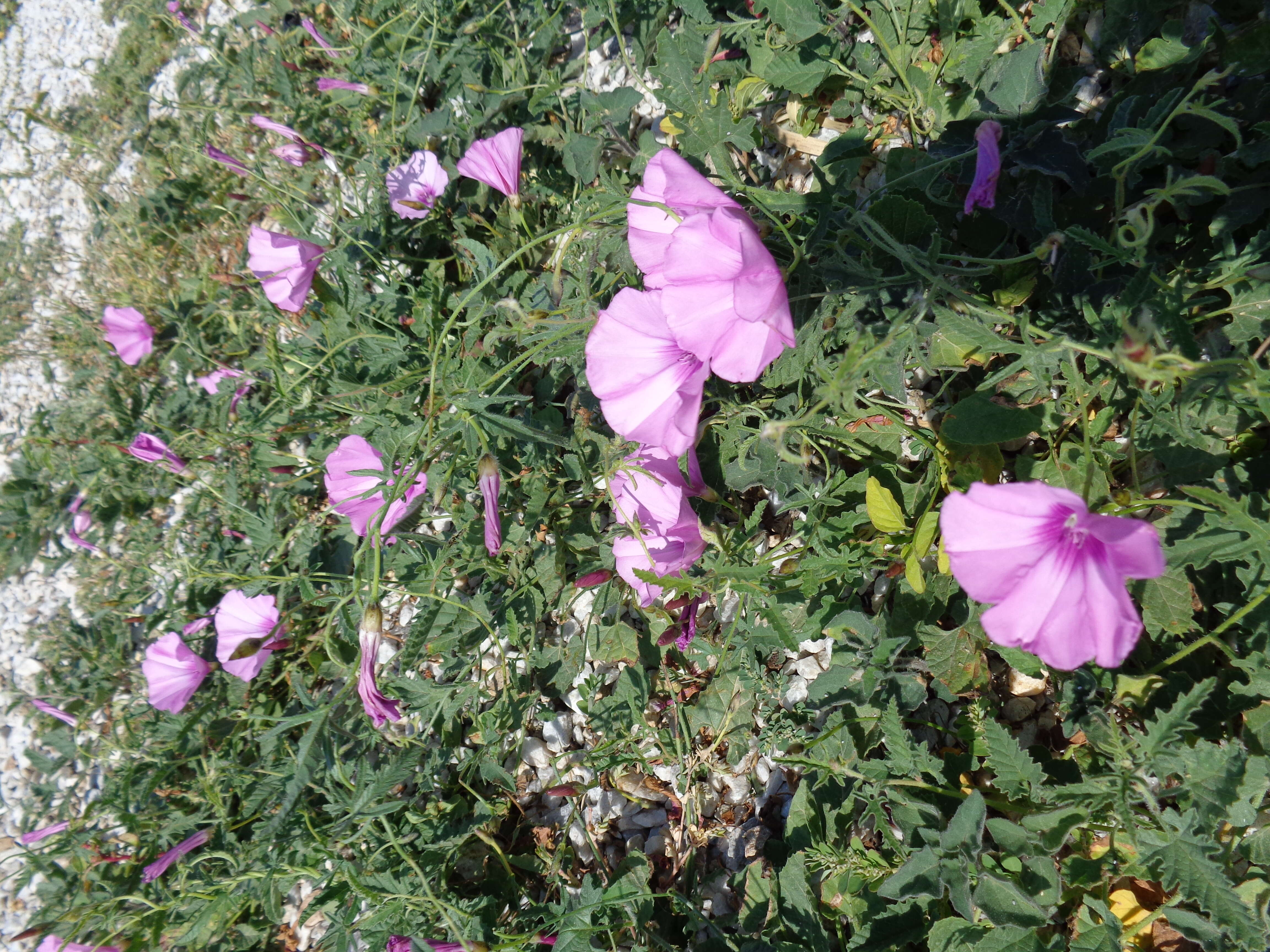 Image of mallow bindweed