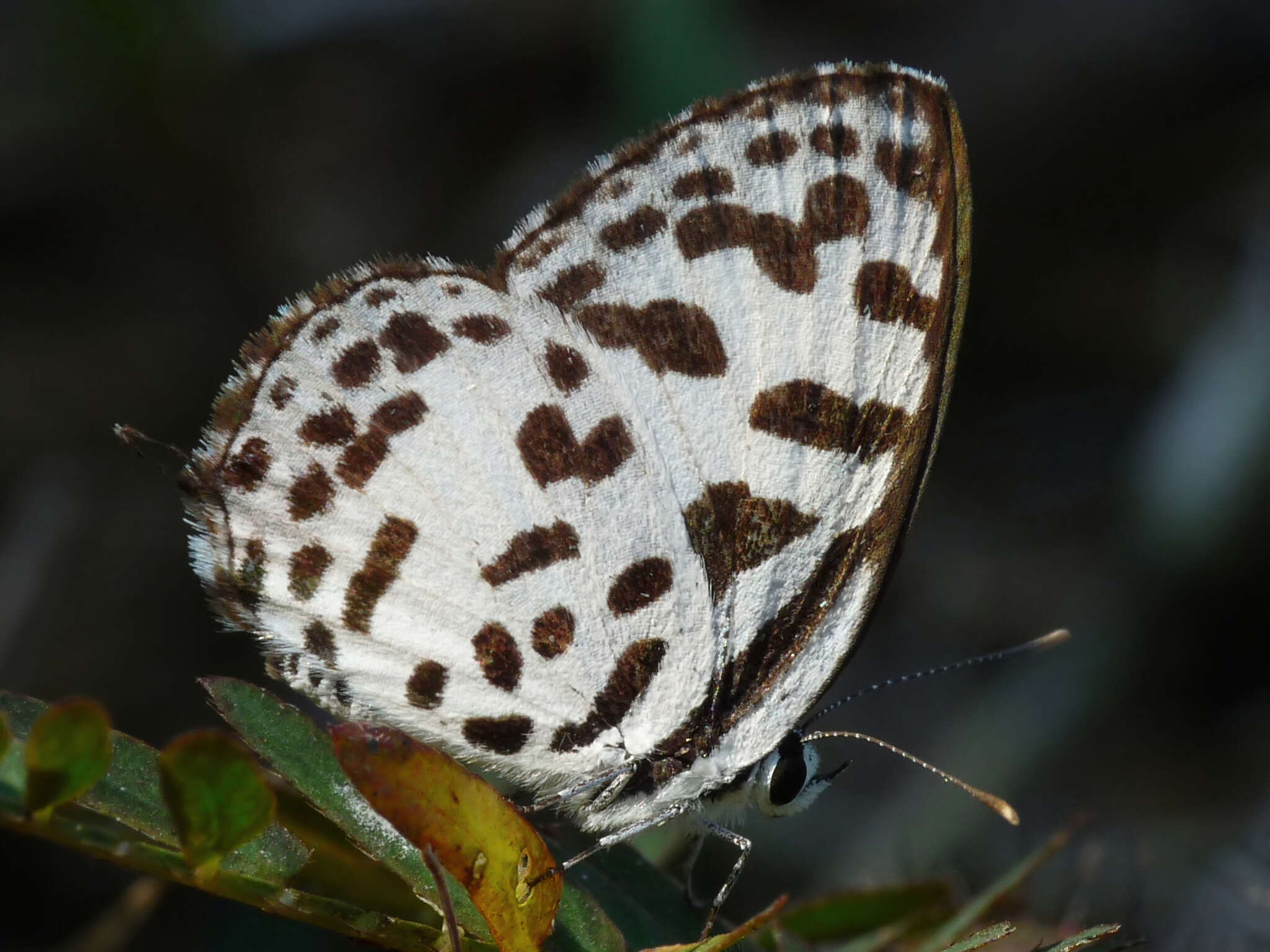 Image of Common Pierrot