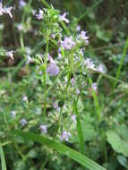 Image of wild basil