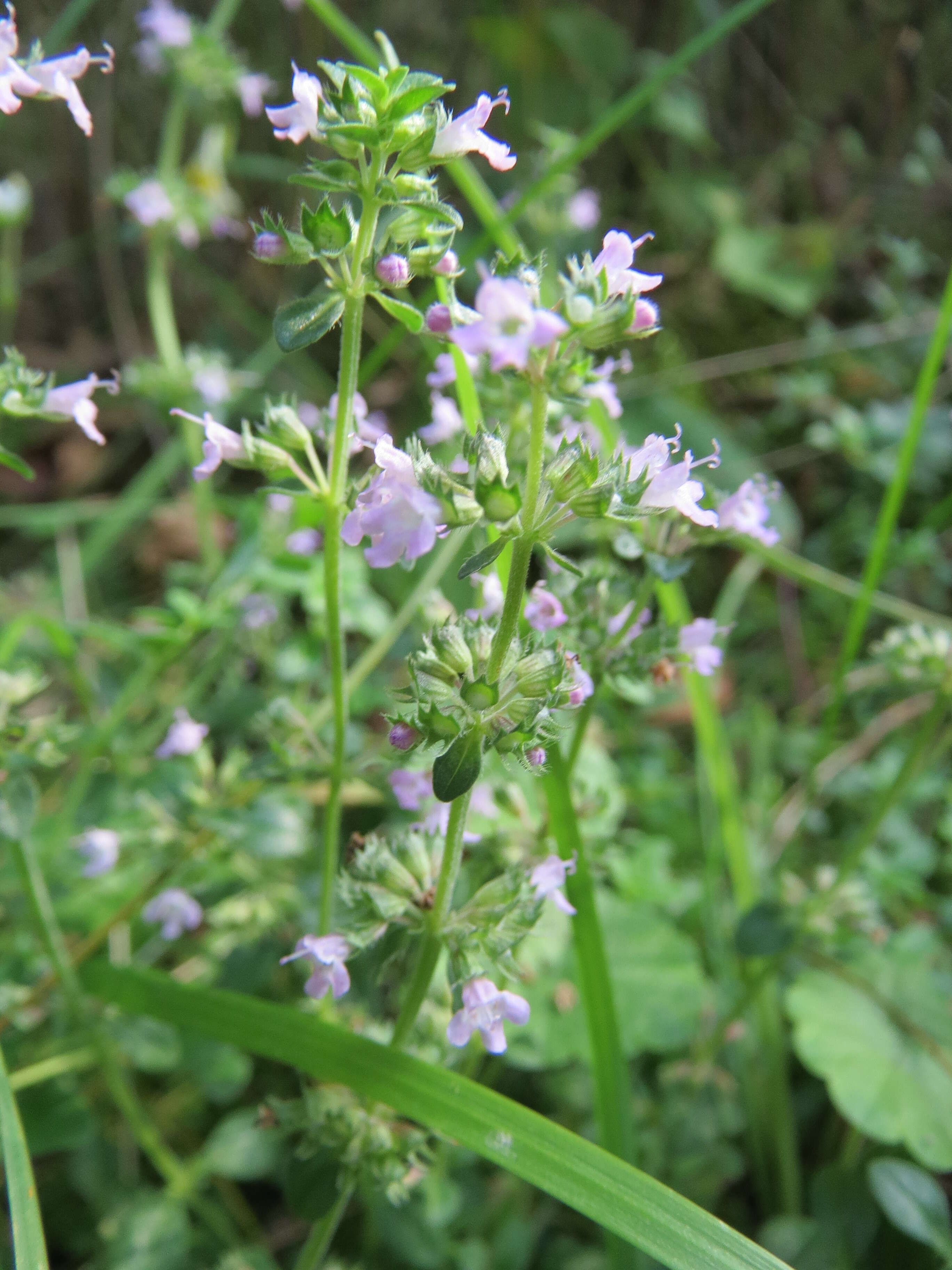 Image of wild basil