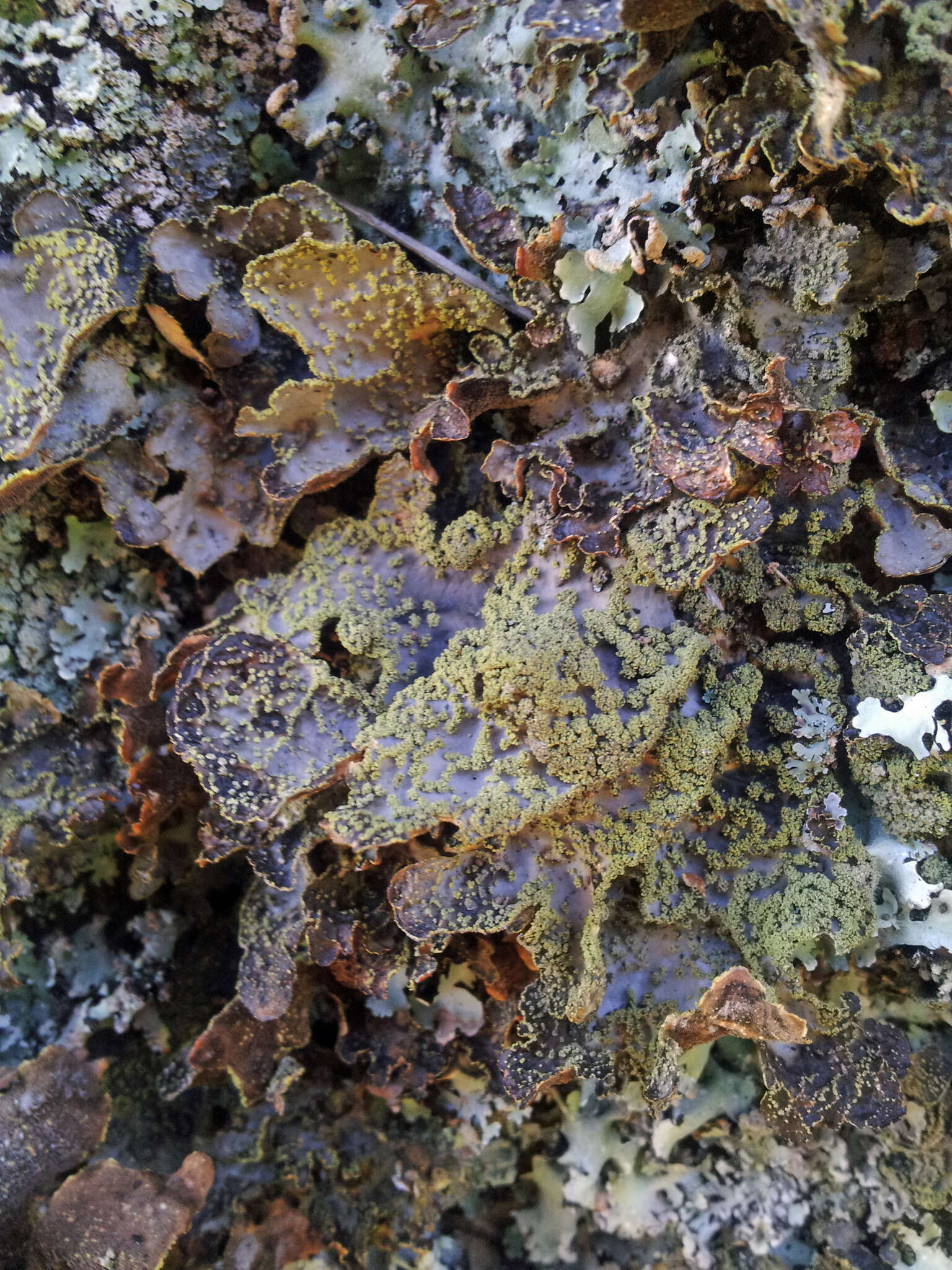 Image de Pseudocyphellaria crocata (L.) Vain.