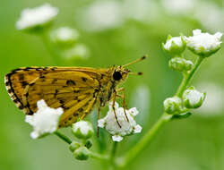 Image of Santa Maria feverfew