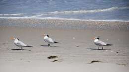 Image of Royal Tern