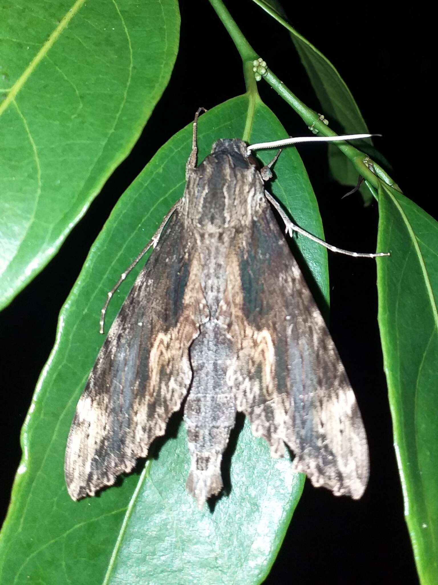 Image of Oleander sphinx moth