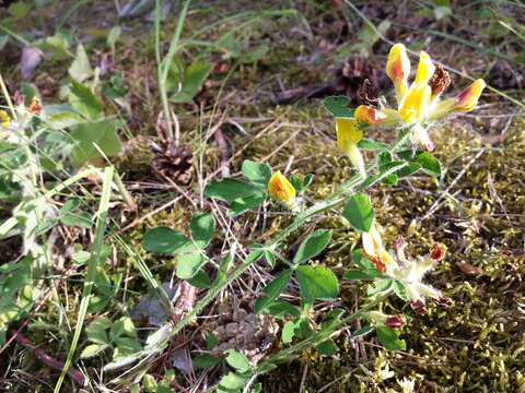 Image of big-flower broom