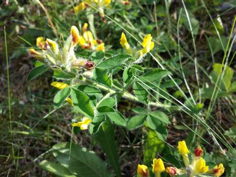 Image of big-flower broom