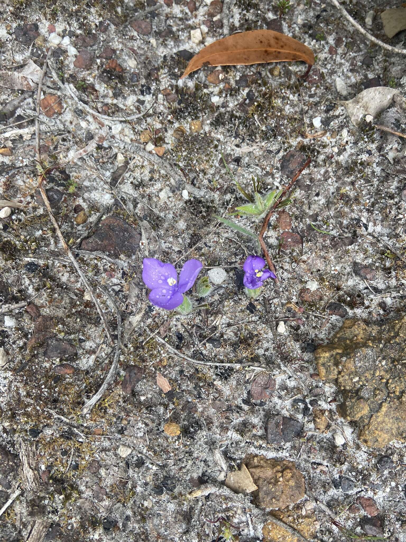 Image of Patersonia babianoides Benth.