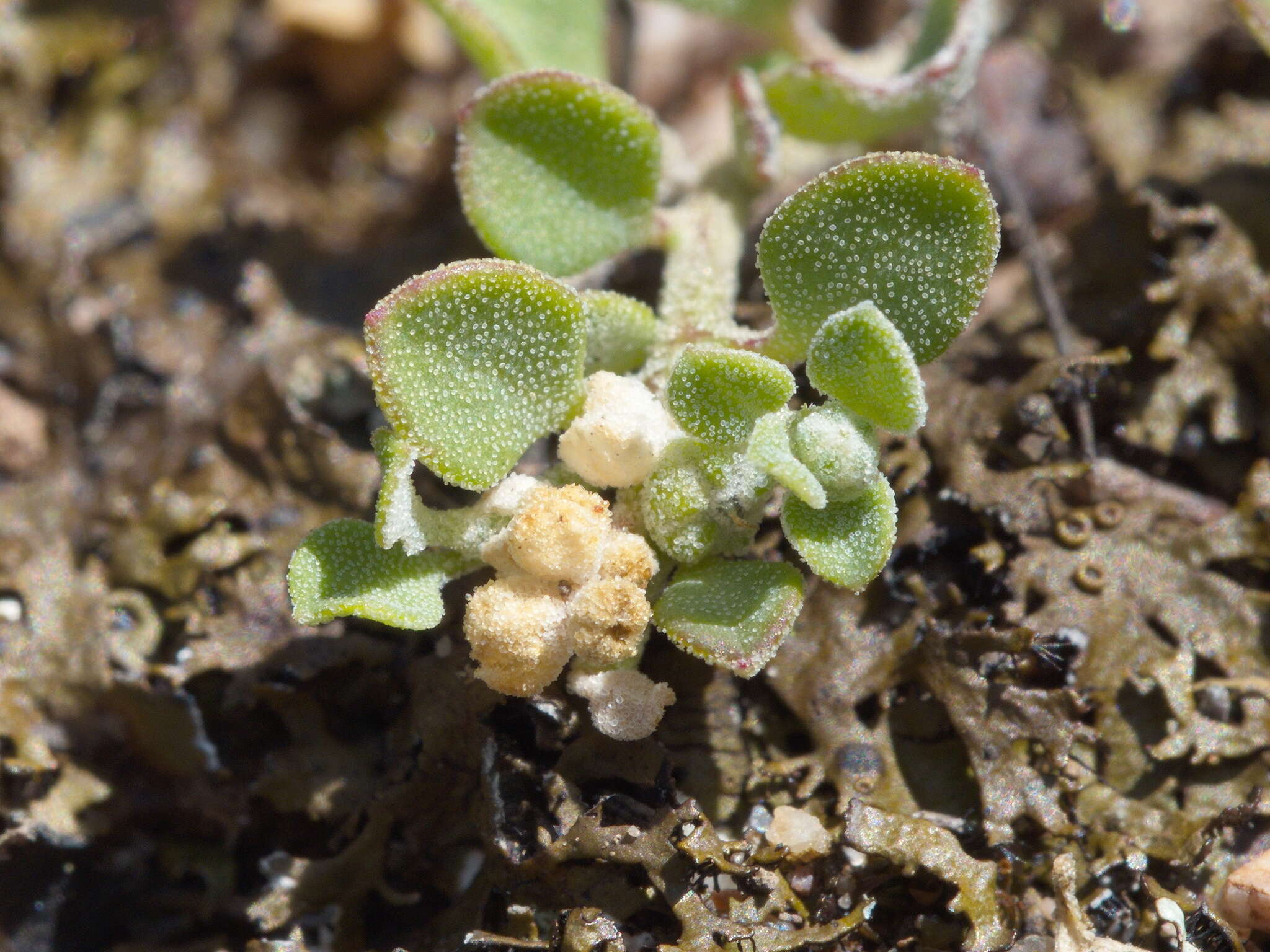 Image of Chenopodium desertorum subsp. microphyllum Paul G. Wilson