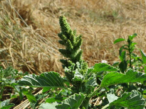 Image of redroot amaranth