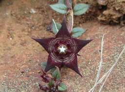 Image of Ceropegia pulchellior Bruyns