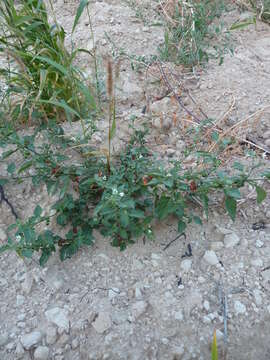 Image of Solanum villosum subsp. miniatum (Bernh. ex Willd.) J. M. Edmonds