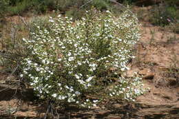 Imagem de Drosanthemum praecultum (N. E. Br.) Schwant.