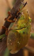 Image of Aspidimorpha (Megaspidomorpha) puncticosta Boheman 1854