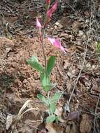 Image of Mandevilla illustris (Vell.) R. E. Woodson