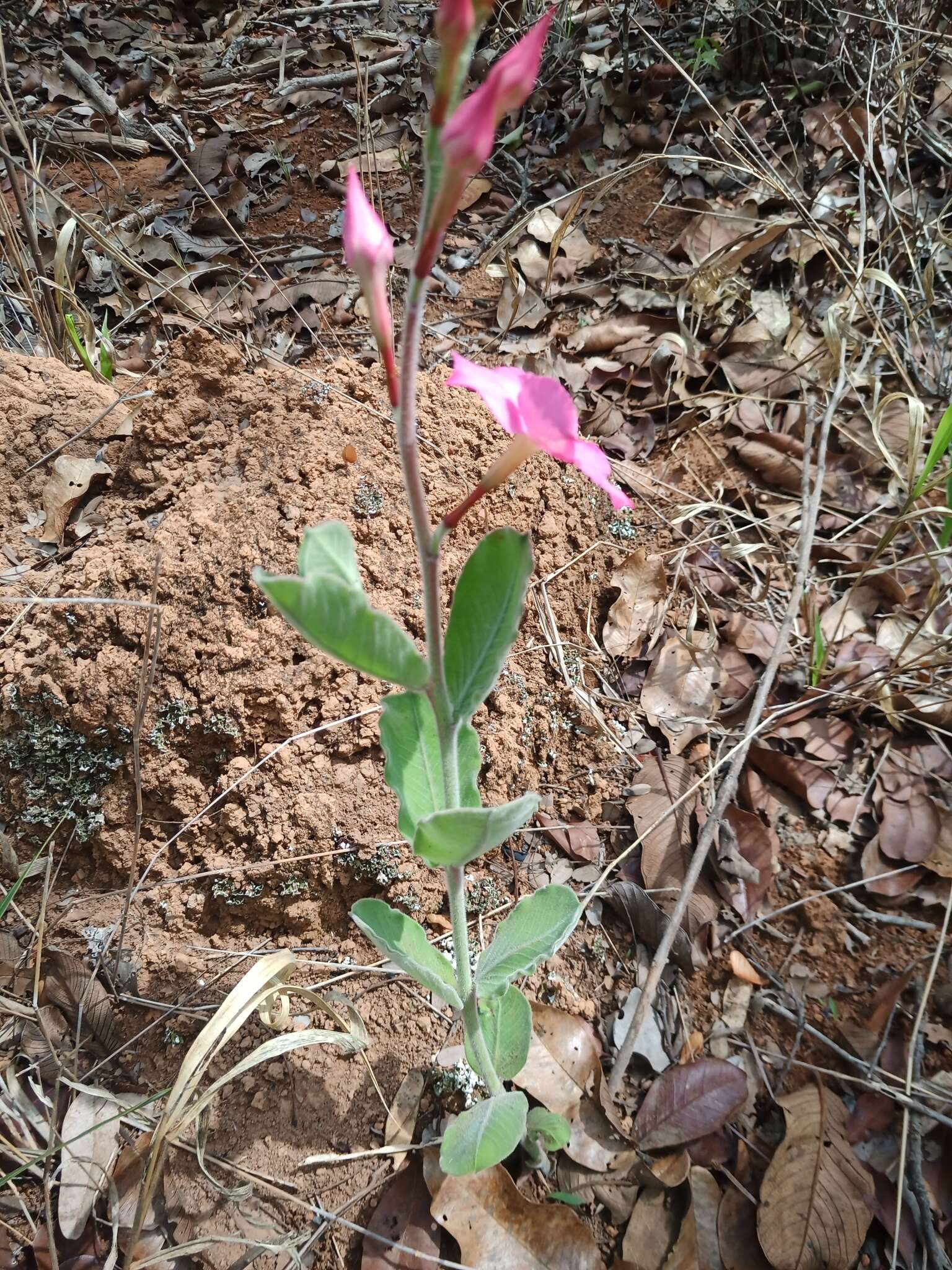 Image of Mandevilla illustris (Vell.) R. E. Woodson