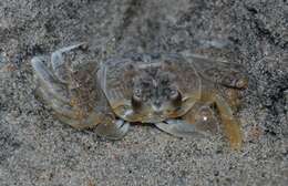 Image of Atlantic Ghost Crab