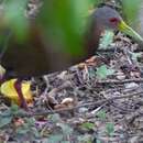 Image of Brown Wood Rail