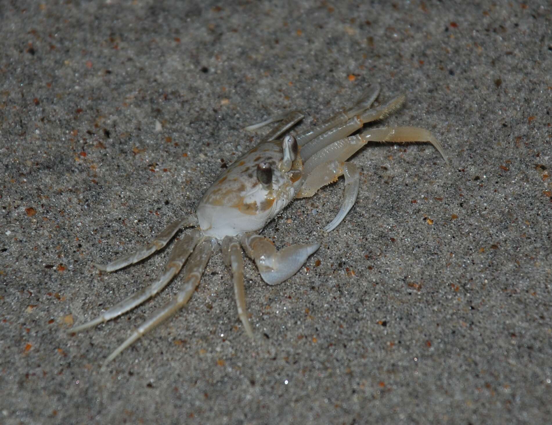 Image of Atlantic Ghost Crab