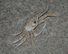 Image of Atlantic Ghost Crab