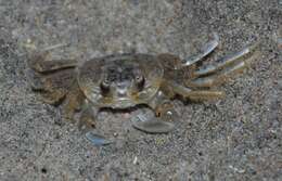 Image of Atlantic Ghost Crab