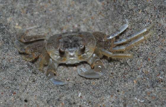 Image of Atlantic Ghost Crab