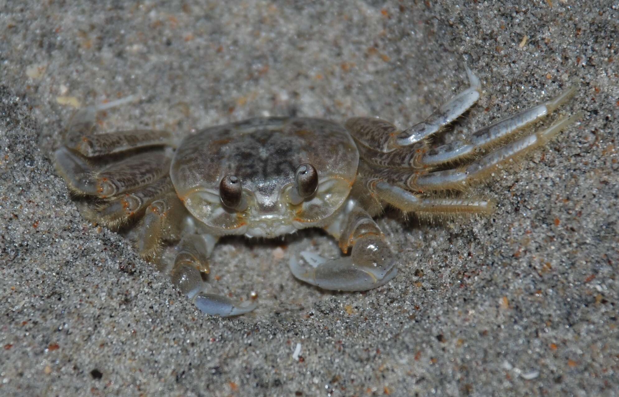 Image of Atlantic Ghost Crab