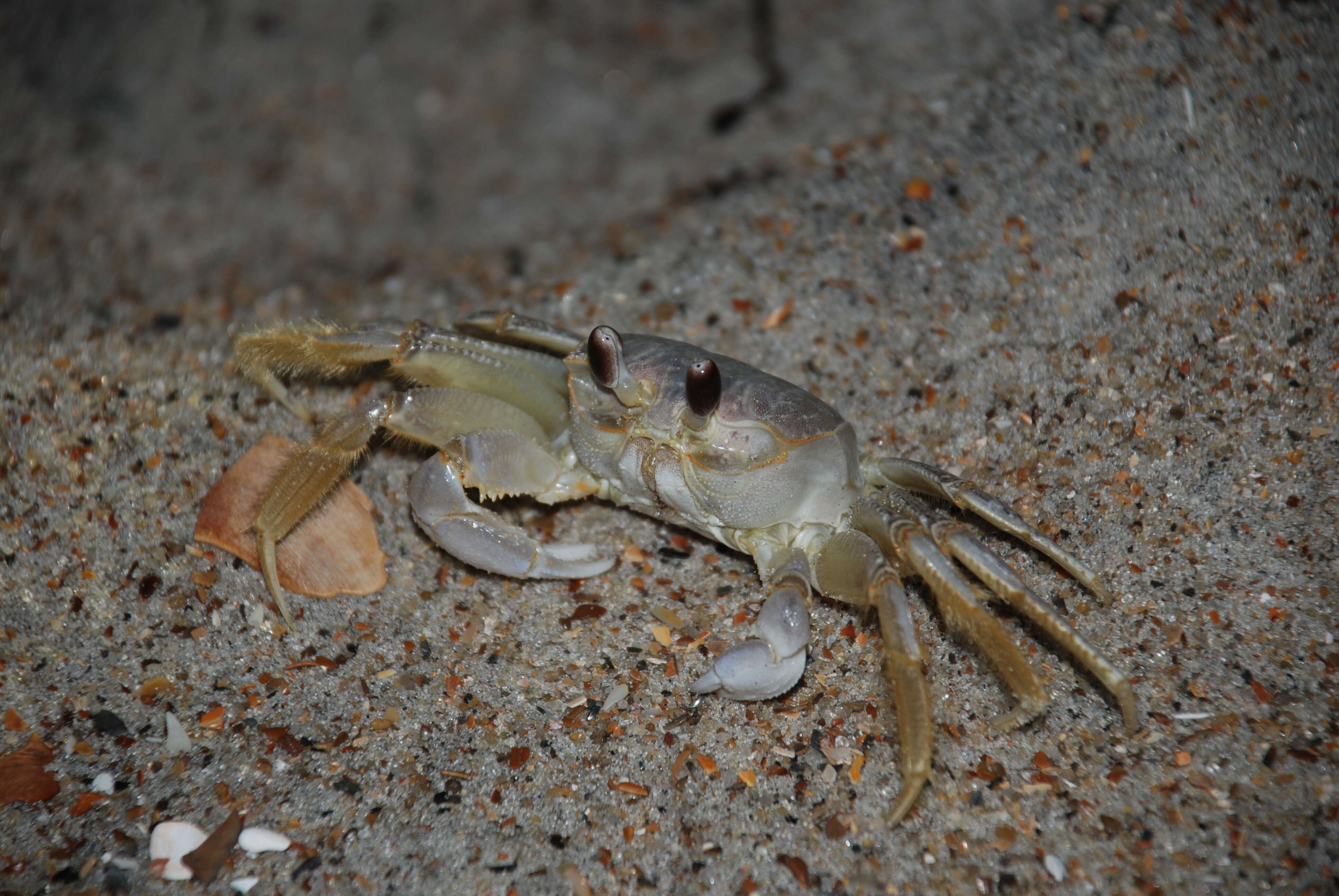 Image of Atlantic Ghost Crab