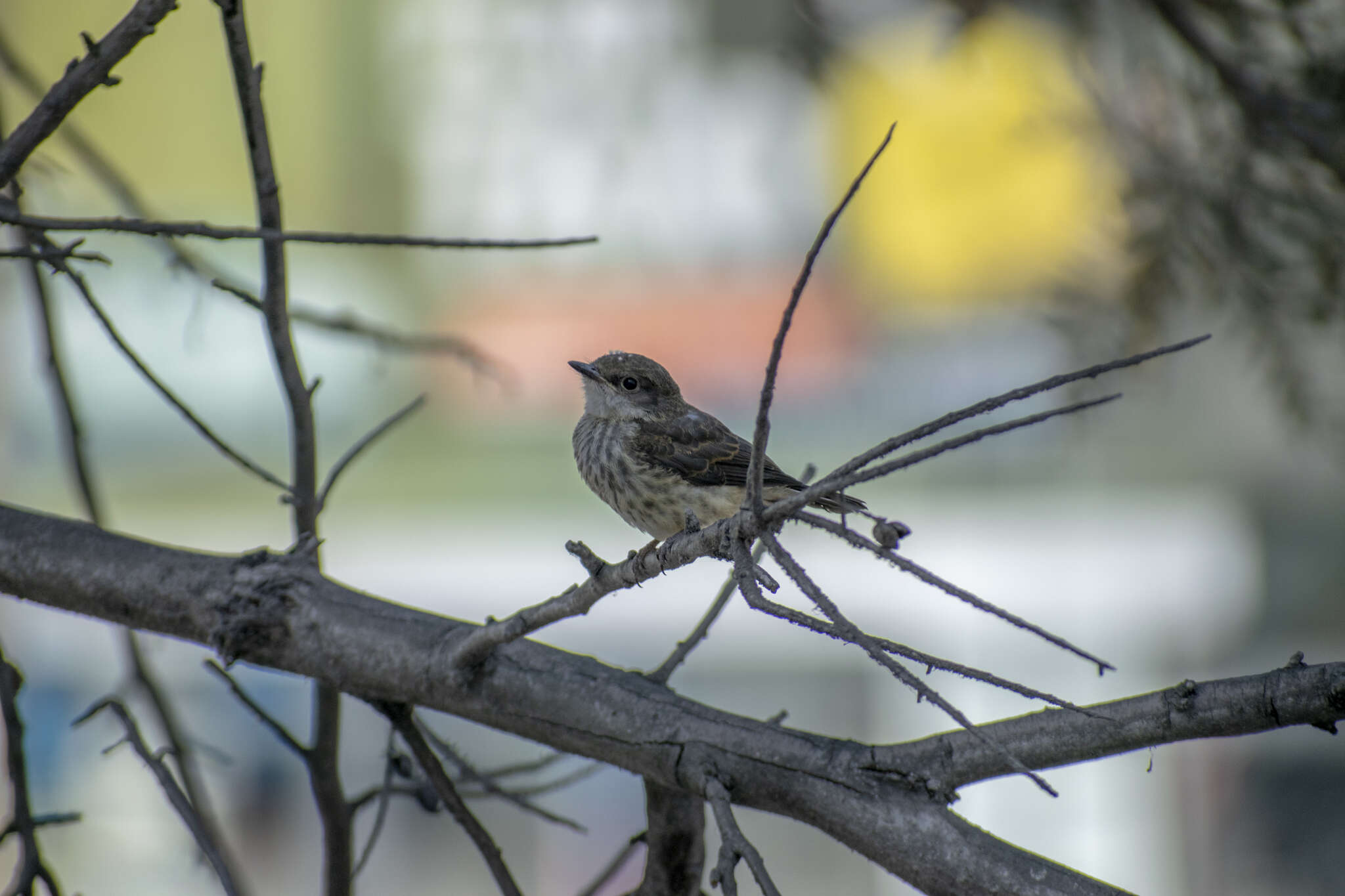 Image of <i>Pyrocephalus rubinus obscurus</i>