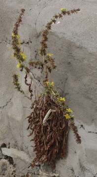 Image of Lactuca acanthifolia (Willd.) Boiss.