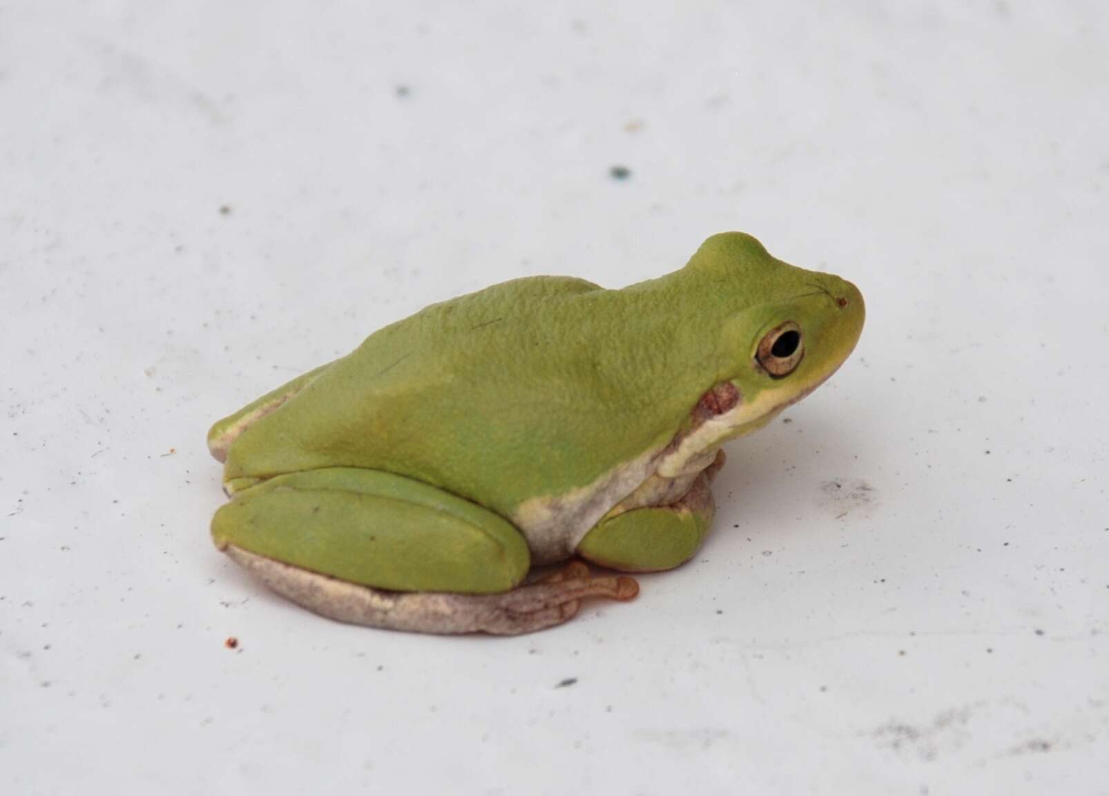 Image of American Green Treefrog