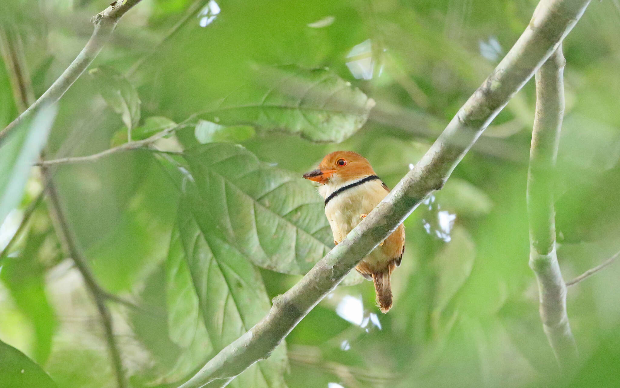 Image of Collared Puffbird