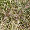 Image of Southern Grass Tussock Skink