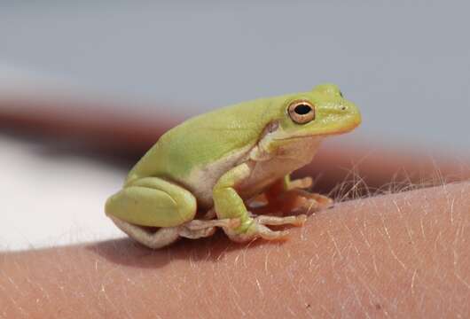 Image of American Green Treefrog