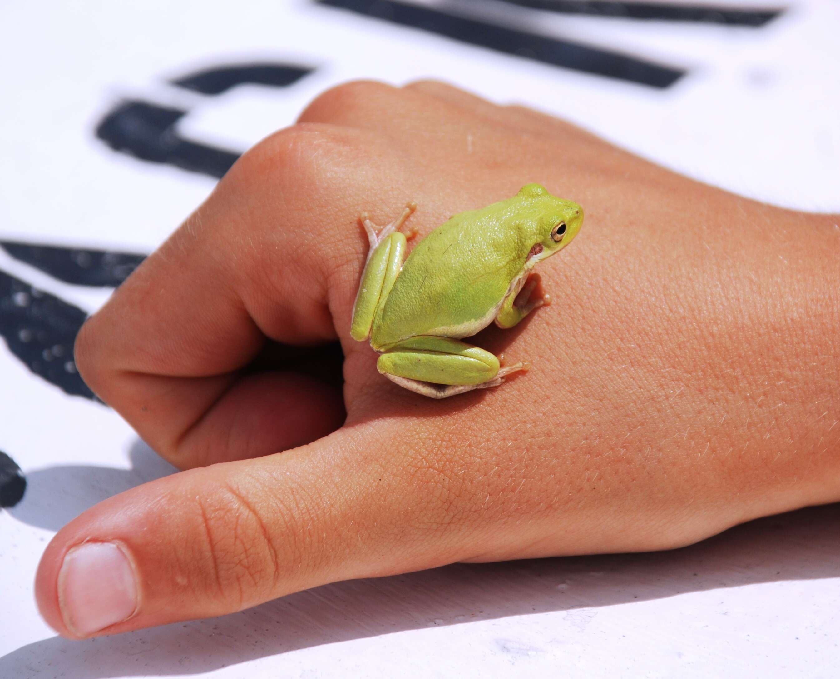 Image of American Green Treefrog